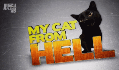 My cat from hell