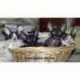 All kittens